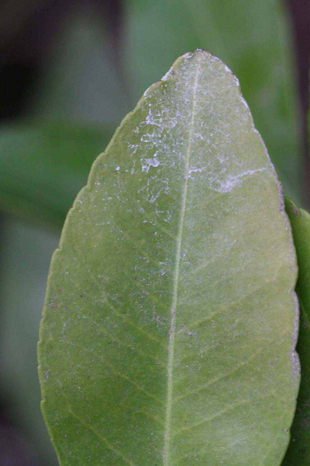              Margin (Riverside, CA)       